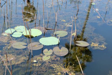 withered lily pads and lotuses with reflection in the water