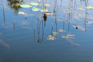slimy, reflective water with dried water lilies