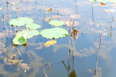 slimy, reflective water with dried water lilies