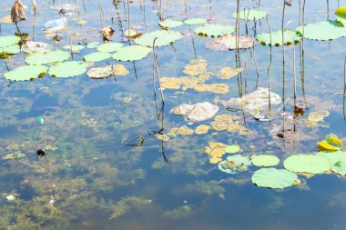 slimy, reflective water with dried water lilies