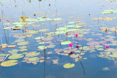 blue water pond with many withered lotuses
