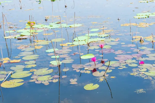 Blue Water Pond Many Withered Lotuses — Stockfoto