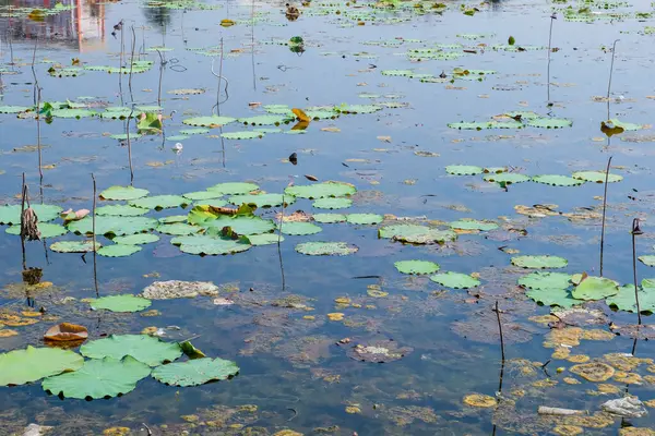 Blue Water Pond Many Withered Lotuses — Stockfoto