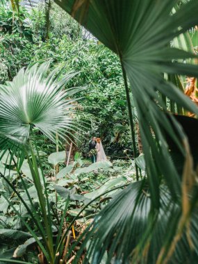 Gelin ve damat tropik bir serada yürüyor ve öpüşüyorlar. Ön planda tropikal ağaçlar, palmiye ağaçları ve cam bir tavan var. Düğün günü, tropikal düğün..