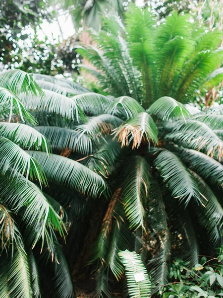 Palmenwald Saftig Grün Geschnitzte Palmblätter Tropen — Stockfoto