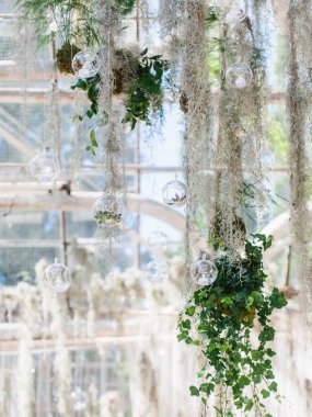 İspanyol yosunları, cam toplar ve yeşil asmalarla asılı bir dekor. Arka planda seranın panoramik pencereleri var.