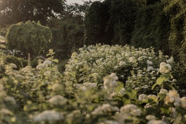 Ortanca ağaçlarının olduğu yer. Beyaz ortancalardan oluşan bir bahçe. Çalılıklarda beyaz ortanca çiçekleri. Ortanca yazın akşam güneşiyle aydınlanır..