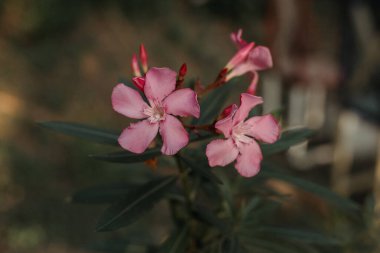 Oleander (Neryum zakkum) gün batımında. Kuru temizlemecinin pembe çalı rengi, tatlı çiçek kokusu, bahçe, botanik bahçesi, yakın plan fotoğrafı..