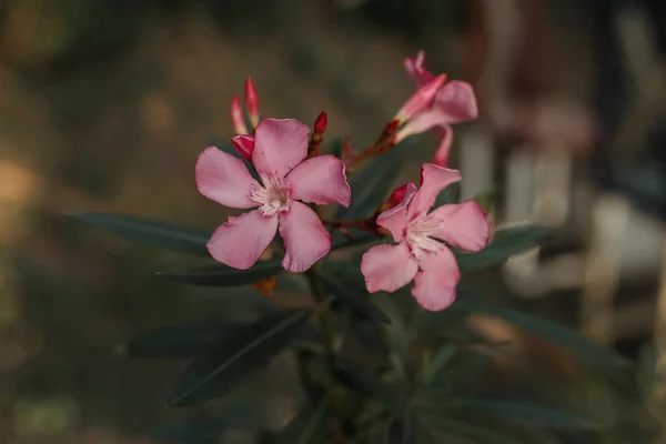 Oleander (Neryum zakkum) gün batımında. Kuru temizlemecinin pembe çalı rengi, tatlı çiçek kokusu, bahçe, botanik bahçesi, yakın plan fotoğrafı..