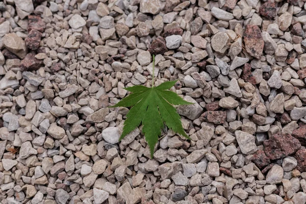 石の上にカエデの葉 カエデの葉が閉じています 砕石を閉じます 石の質感 — ストック写真