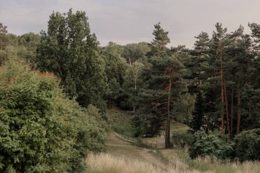 Geniş çayırı ve yürüyüş yolu olan güzel bir orman. Kozalaklı orman.