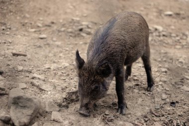 Young wild boar in natural environment. A shy little mammal sniffs the ground with its nose. Front view of wild boar. Wild animal in nature facing camera with copy space.