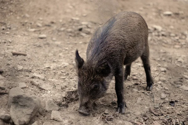 Young wild boar in natural environment. A shy little mammal sniffs the ground with its nose. Front view of wild boar. Wild animal in nature facing camera with copy space.
