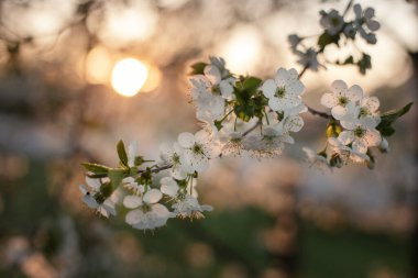 Branch of a flowering tree at sunset. Fruit tree with white flowers with defocused background and sunset or sunrise back light. Springtime. Space for text.