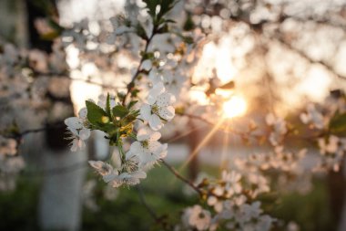 Branch of a flowering tree at sunset. Fruit tree with white flowers with defocused background and sunset or sunrise back light. Springtime. Space for text.