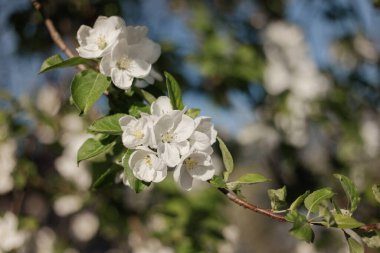 White flowers of apple trees bloom on a branch. Close up shot of blooming apple tree branch in a garden. Blooming apple tree. Spring flowering of trees. Springtime. Seasonal wallpaper. 