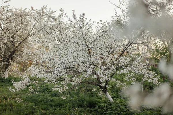 Flowering orchard in spring time. Blooming garden at sunset. Apple garden during spring bloom. Springtime. Seasonal wallpaper.