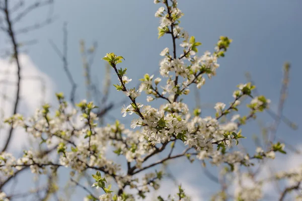 White flowers of apple trees bloom on a branch. Close up shot of blooming apple tree branch in a garden. Blooming apple tree. Spring flowering of trees. Springtime. Seasonal wallpaper.