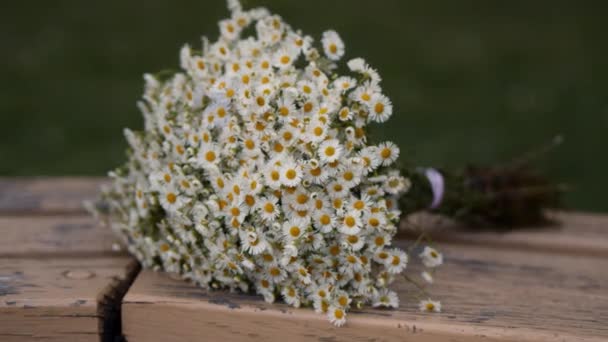Bouquet Wild Camomiles Wooden Bench Garden Bunch Beautiful Daisies Lies — Vídeo de Stock