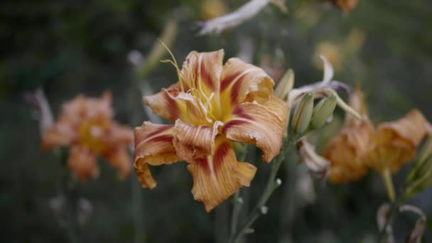 Hemerocallis Fulva Single Orange Daylily Day Lily Slow Motion Decorative — Vídeo de Stock