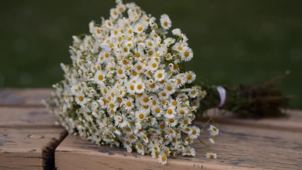 Bouquet Wild Camomiles Wooden Bench Garden Bunch Beautiful Daisies Lies — Vídeo de Stock