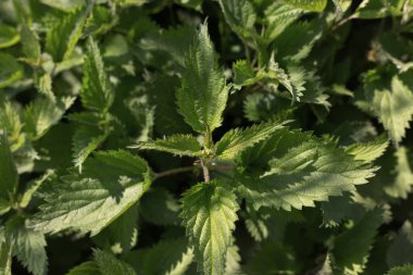 Nettle with fluffy green leaves.  Bush of stinging-nettles. Nettle leaves. Top view. Botanical pattern. Greenery common nettle. Green leaves background. 