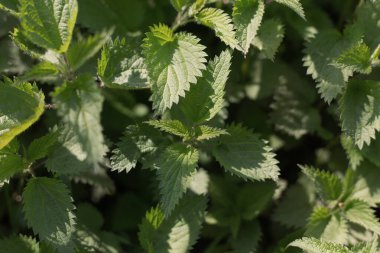 Nettle with fluffy green leaves.  Bush of stinging-nettles. Nettle leaves. Top view. Botanical pattern. Greenery common nettle. Green leaves background. 