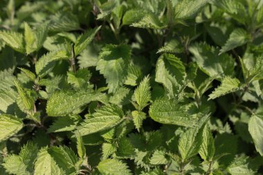 Nettle with fluffy green leaves.  Bush of stinging-nettles. Nettle leaves. Top view. Botanical pattern. Greenery common nettle. Green leaves background. 