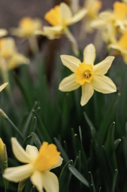 Blooming flowerbed of yellows narcissus on a blurred background. Flowers daffodils (Narcissus) yellow and white. Spring flowering bulb plants in the flowerbed. Selective focus.