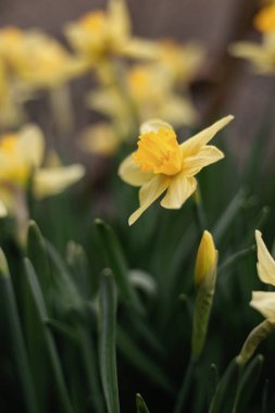 Blooming flowerbed of yellows narcissus on a blurred background. Flowers daffodils (Narcissus) yellow and white. Spring flowering bulb plants in the flowerbed. Selective focus.