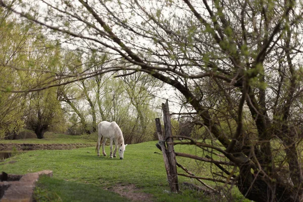 One White Horse Grazes Meadow Eats Grass — Stock Photo, Image
