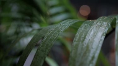 Yağmur sırasında yeşil bir yaprağın üzerine yağmur damlaları. Çiy damlaları olan taze yeşil çimenler, yeşil çim üzerine yağmur damlaları. Yavaş çekim.