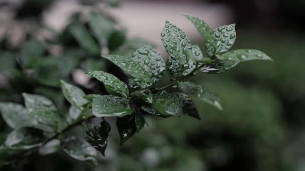 Damlalı Taze Yeşil Yapraklar Yeşil Bir Yaprağın Üzerindeki Çiy Damlaları — Stok video