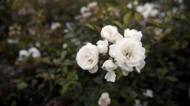 Λευκά Τριαντάφυλλα Φυτρώνουν Στον Κήπο Κοντινό Πλάνο Από Λευκές Τριανταφυλλιές — Αρχείο Βίντεο