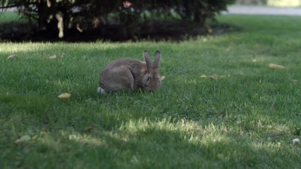 Сірий Кролик Ходить Зеленому Газоні Дорослий Сірий Кролик Вільно Ходить — стокове відео