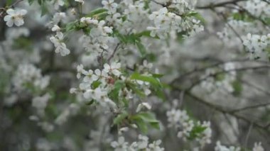 Beyaz kiraz çiçekleri rüzgarda sallanıyor. İlkbaharda kiraz ağacı beyaz çiçeklerle açar. Meyve bahçesinde çiçek açan ağaç. Çiçek açan dal rüzgarda sallanıyor..