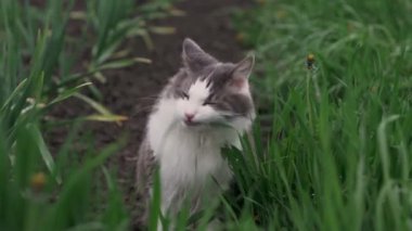 Yağmurlu havada çimlerin üzerinde güzel beyaz ve gri bir kedi. Dışarıda yürüyen, çimen yiyen komik beyaz ve gri kedi. Bahçedeki güzel kedi. 