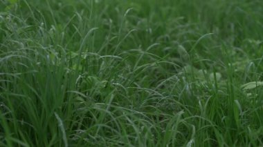 Çimlere yağmur damlaları damlıyor. Canlı yeşil çimenlerin üzerine su damlıyor. Rüzgarda sallanan otlar. Taze yeşil çimenler kapanıyor. Doğa saflığı kavramı.