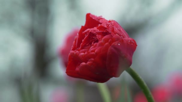 Czerwony Kwiat Tulipana Piwonii Czerwony Piwoński Tulipan Bliska Deszczu Kwiaty — Wideo stockowe