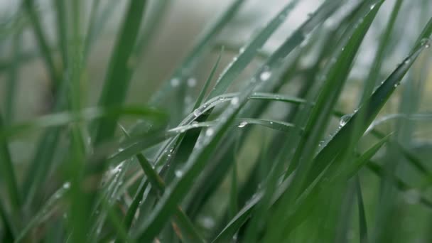 草の上に雨が降って閉じます 緑の草の上に水が落ちる 草が風に揺れる 新鮮な緑の草を閉じます 自然純度の概念 — ストック動画