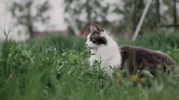 Beau Chat Blanc Gris Dans Herbe Par Temps Pluvieux Chat — Video