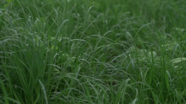草の上に雨が降って閉じます 緑の草の上に水が落ちる 草が風に揺れる 新鮮な緑の草を閉じます 自然純度の概念 — ストック動画