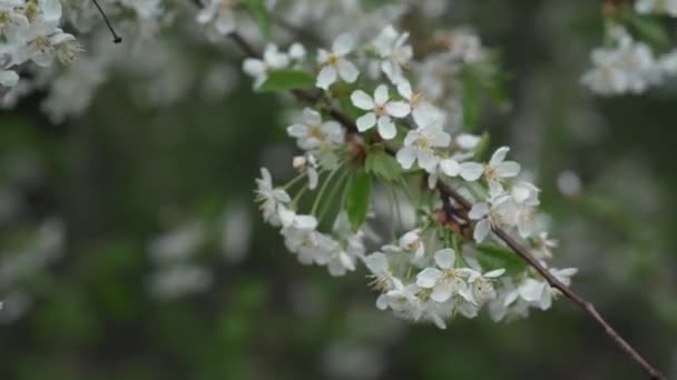 風に白い桜が揺れる 春に白花を咲かせます 果樹園の開花木 風に揺れる花の枝 — ストック動画