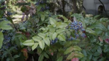 Mahonia aquifolium. Bahçedeki mavi mahonia çalısı. Mahonia böğürtlenleri. Güneşli bir yaz gününde mahonia böğürtlenleri olgunlaşır. Yavaş çekim, 4k 