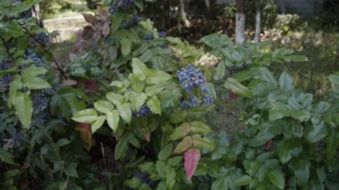 Mahonia aquifolium. Bahçedeki mavi mahonia çalısı. Mahonia böğürtlenleri. Güneşli bir yaz gününde mahonia böğürtlenleri olgunlaşır. Yavaş çekim, 4k 
