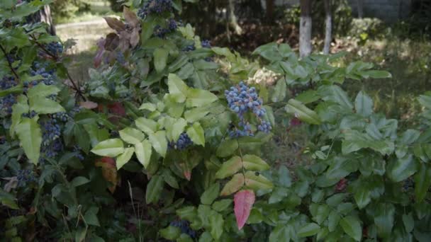 Mahonia Aquifolium Blauwe Mahonia Struik Tuin Blauwe Bessen Van Mahonia — Stockvideo