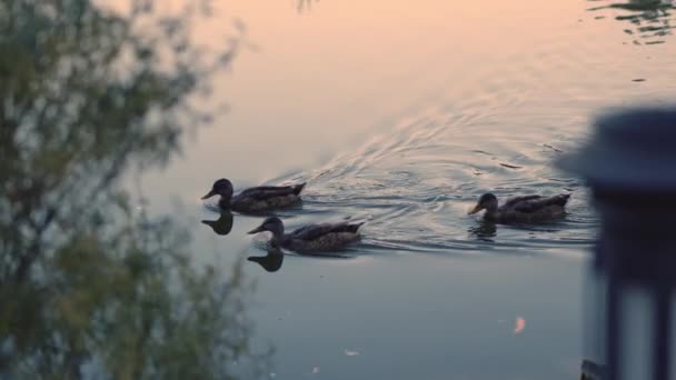 Утки Плавают Озеру Красивый Природный Ландшафт Летние Утки Озере — стоковое видео