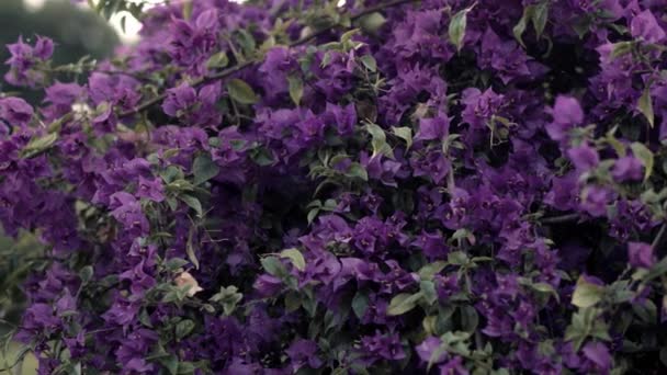 紫色の美しい花とブーゲンビルブッシュ 美しい紫色のブーゲンビル 選択的な焦点 のクローズアップビュー ブーゲンビル工場に近づきました 夏に咲く花ブーゲンヴィラ — ストック動画