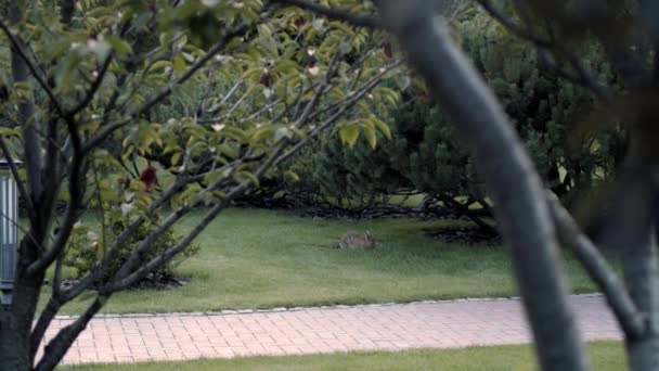 Conejo Gris Adulto Camina Libremente Sobre Césped Verde Cerca Roedor — Vídeos de Stock