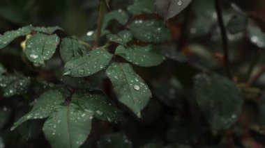 Su damlalı taze yeşil yapraklar. Yağmurdan sonra ıslak gül yaprakları. Bahçedeki bir gülün yapraklarının üzerine yağmur damlası. Su damlacıkları ile yapraklar.